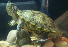 Fredrick