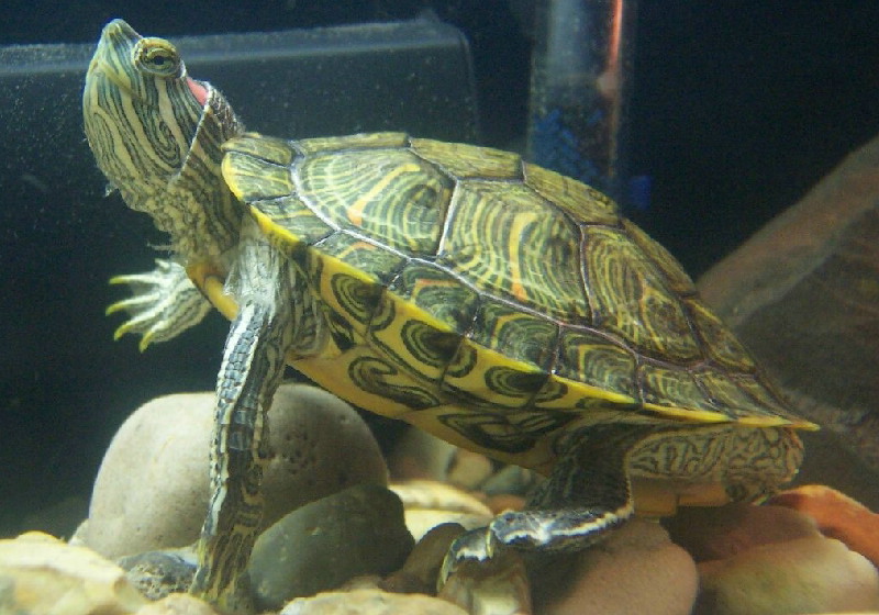 Fredrick