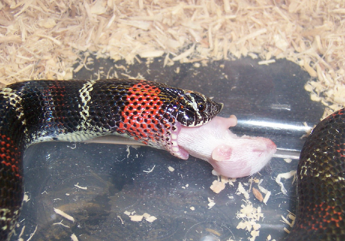 Nani's First Feed