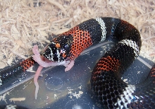 Neo's First Feed