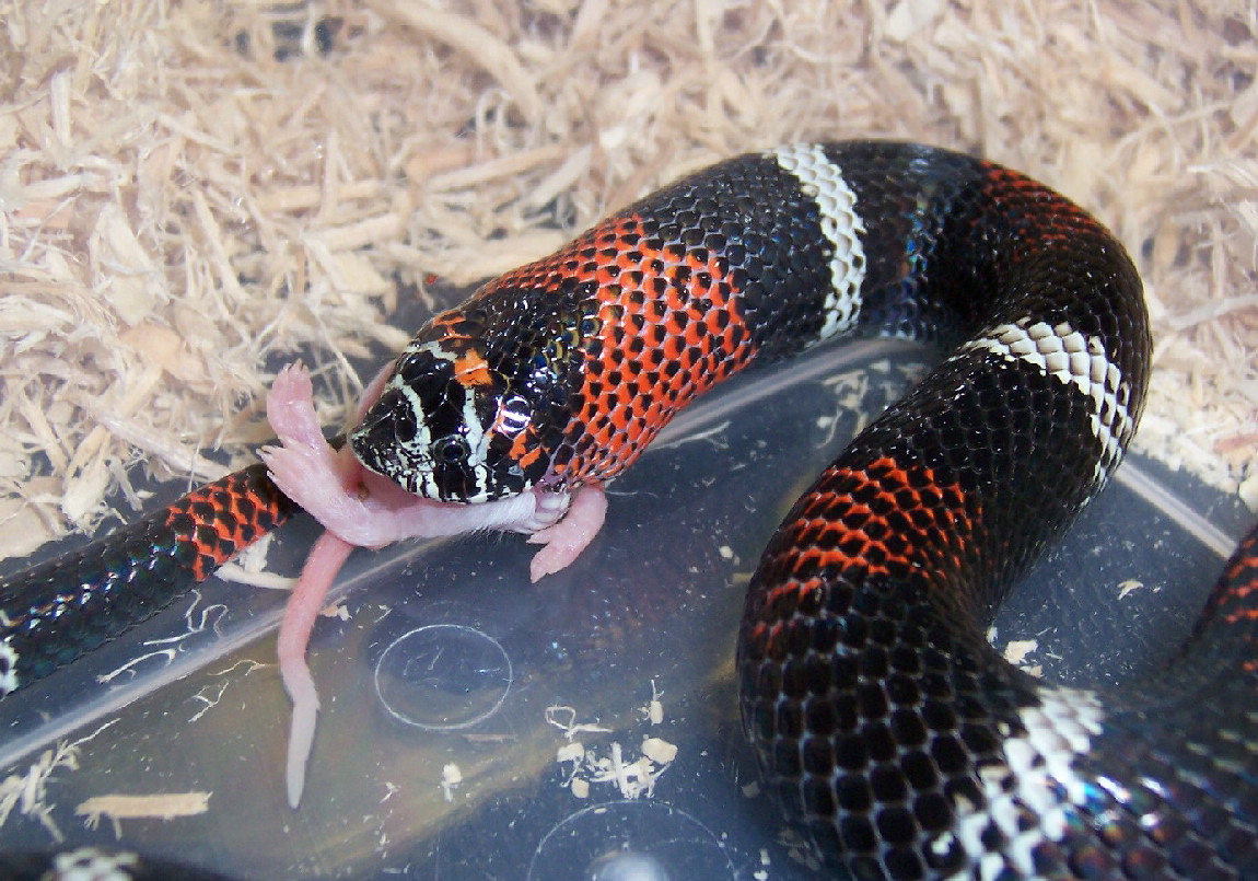 Neo's First Feed