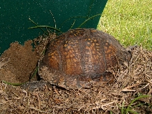 Wild turtle digging nest