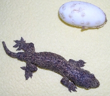 My first hatchling leachianus
