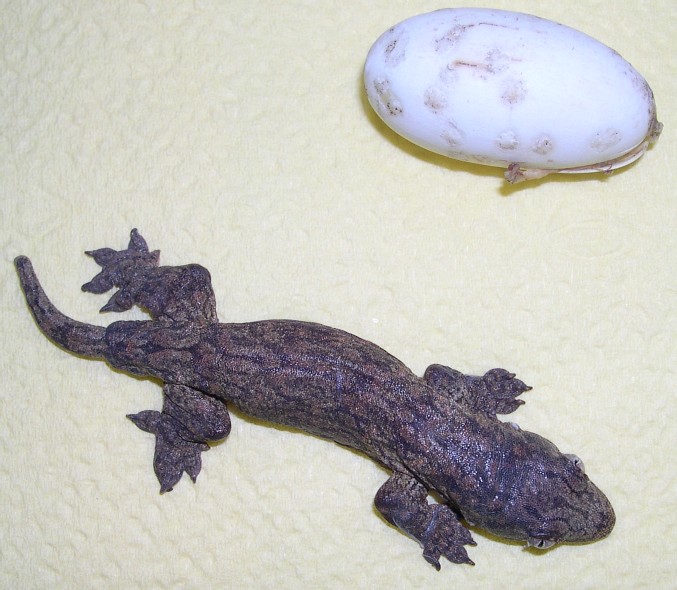 My first hatchling leachianus
