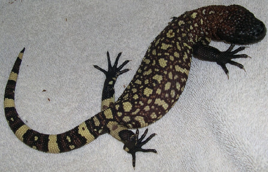 H. h. exasperatum 02