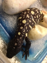 H. h. exasperatum 2012