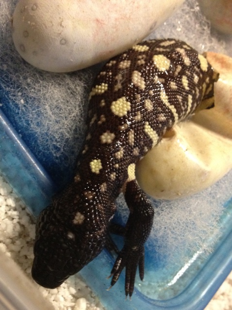 H. h. exasperatum 2012