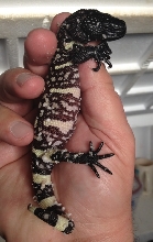 H. h. exasperatum 2012