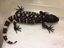 H. h. exasperatum 2012