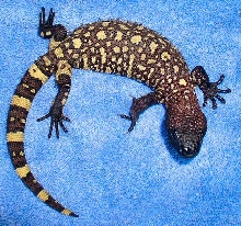 Exasperatum 1