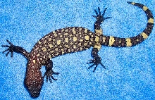 Exasperatum 2
