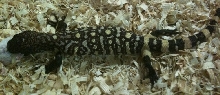 Heloderma horridum exasperatum