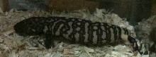 Heloderma horridum exasperatum