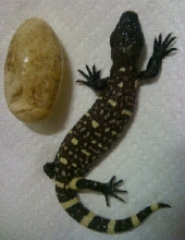 Heloderma horridum exasperatum