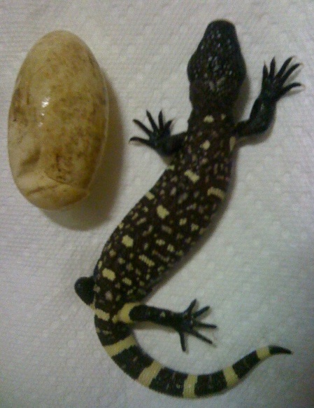 Heloderma horridum exasperatum