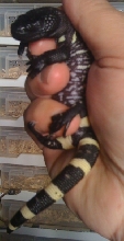 Heloderma horridum exasperatum