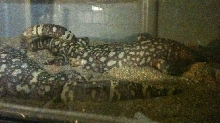 Heloderma horridum exasperatum
