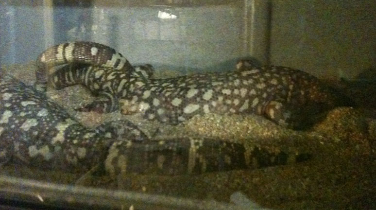 Heloderma horridum exasperatum