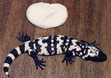 My first hatch
