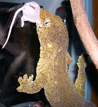 Leachie and hopper