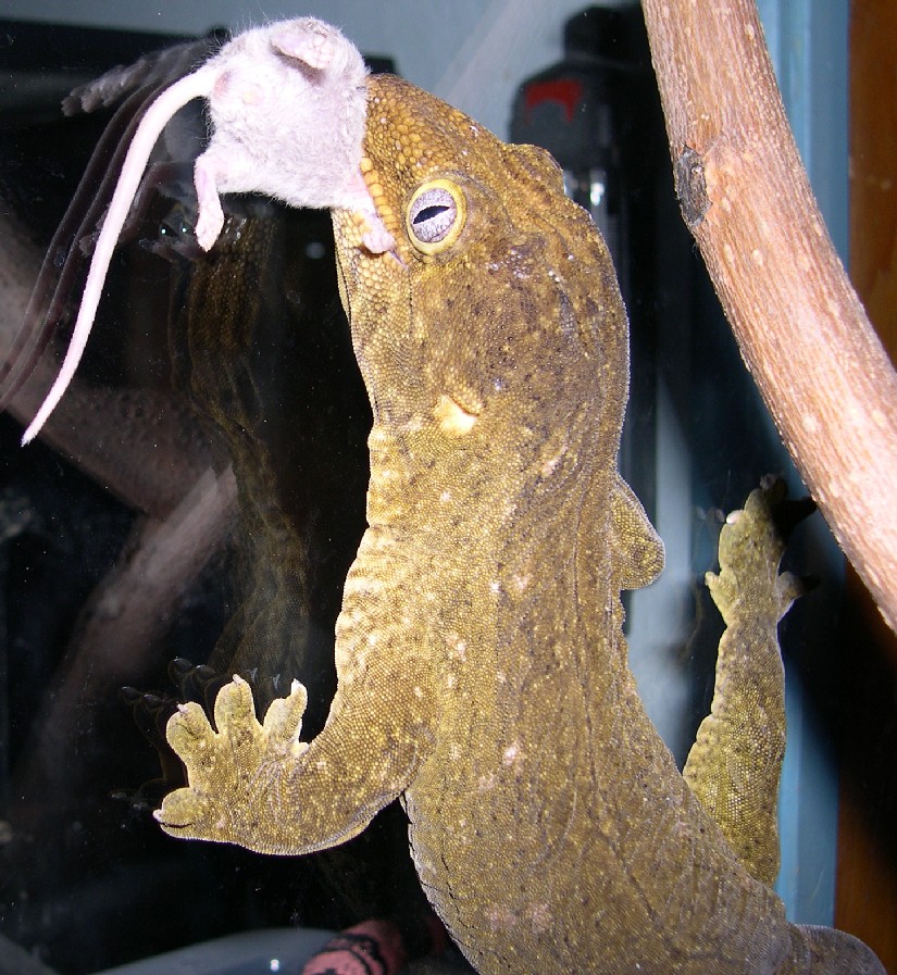 Leachie and hopper