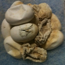 L madagascariensis eggs