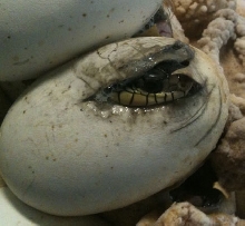 L madagascariensis hatching