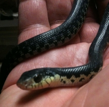 L madagascariensis hatchling