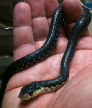 L madagascariensis hatchling