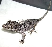 My first auriculatus