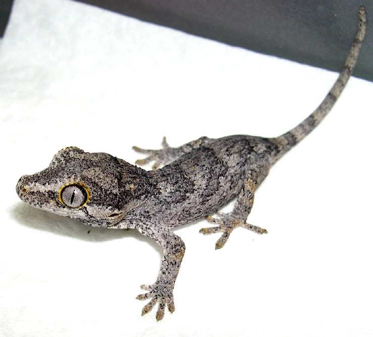 My first auriculatus