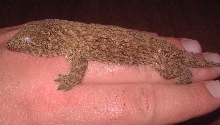 GT leachianus - Yate locality