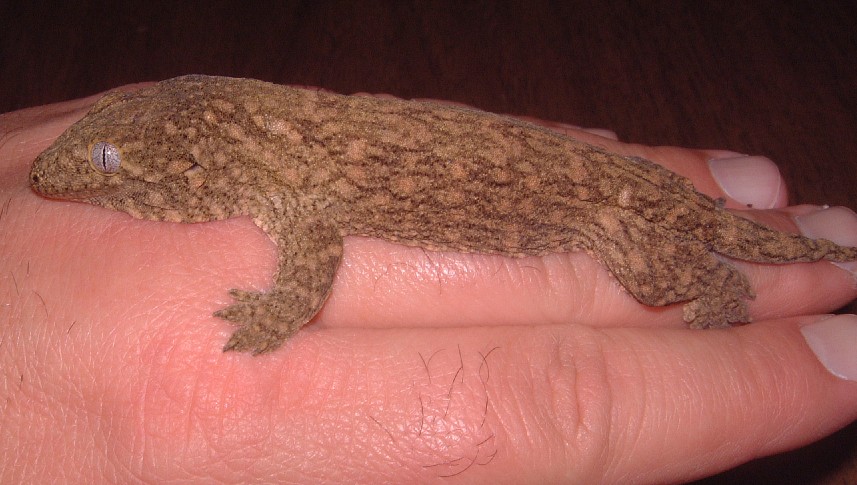 GT leachianus - Yate locality