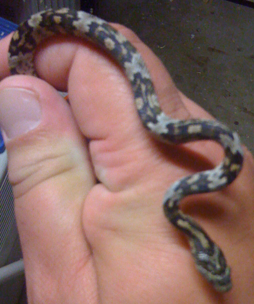 CB Trimorphodon quadruplex