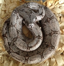 Boa constrictor amarali