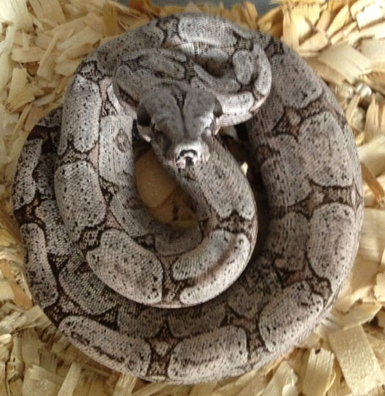 Boa constrictor amarali