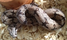 Boa constrictor amarali