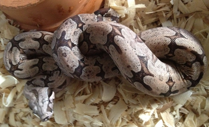 Boa constrictor amarali