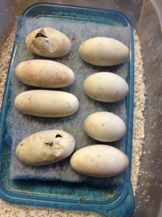 H. h. exasperatum eggs
