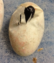 H. h. exasperatum eggs