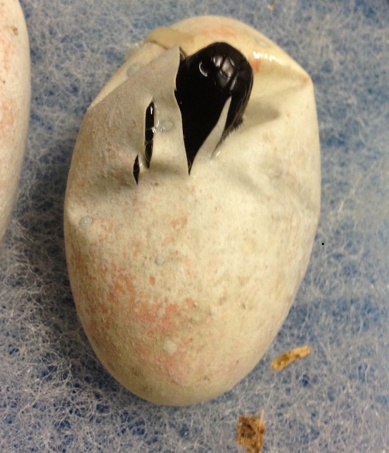H. h. exasperatum eggs