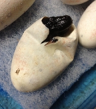 H. h. exasperatum eggs