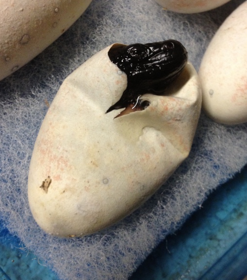 H. h. exasperatum eggs