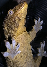 big leachie