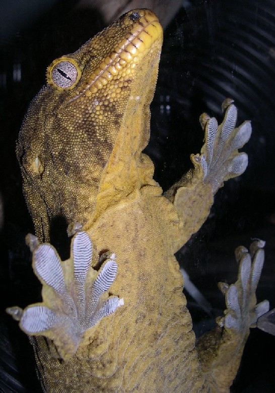big leachie