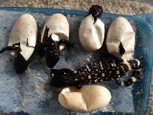 H. h. exasperatum clutch 1 2012