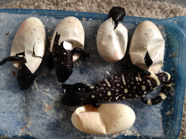 H. h. exasperatum clutch 1 2012