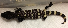 H. h. exasperatum clutch 1 2012
