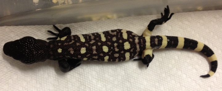 H. h. exasperatum clutch 1 2012