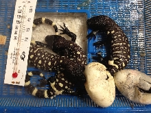 H. h. exasperatum clutch 2 2012